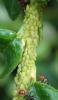 Aphis pomi
